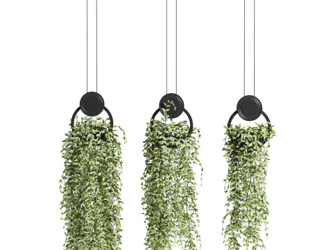 Ivy plants Model 3D