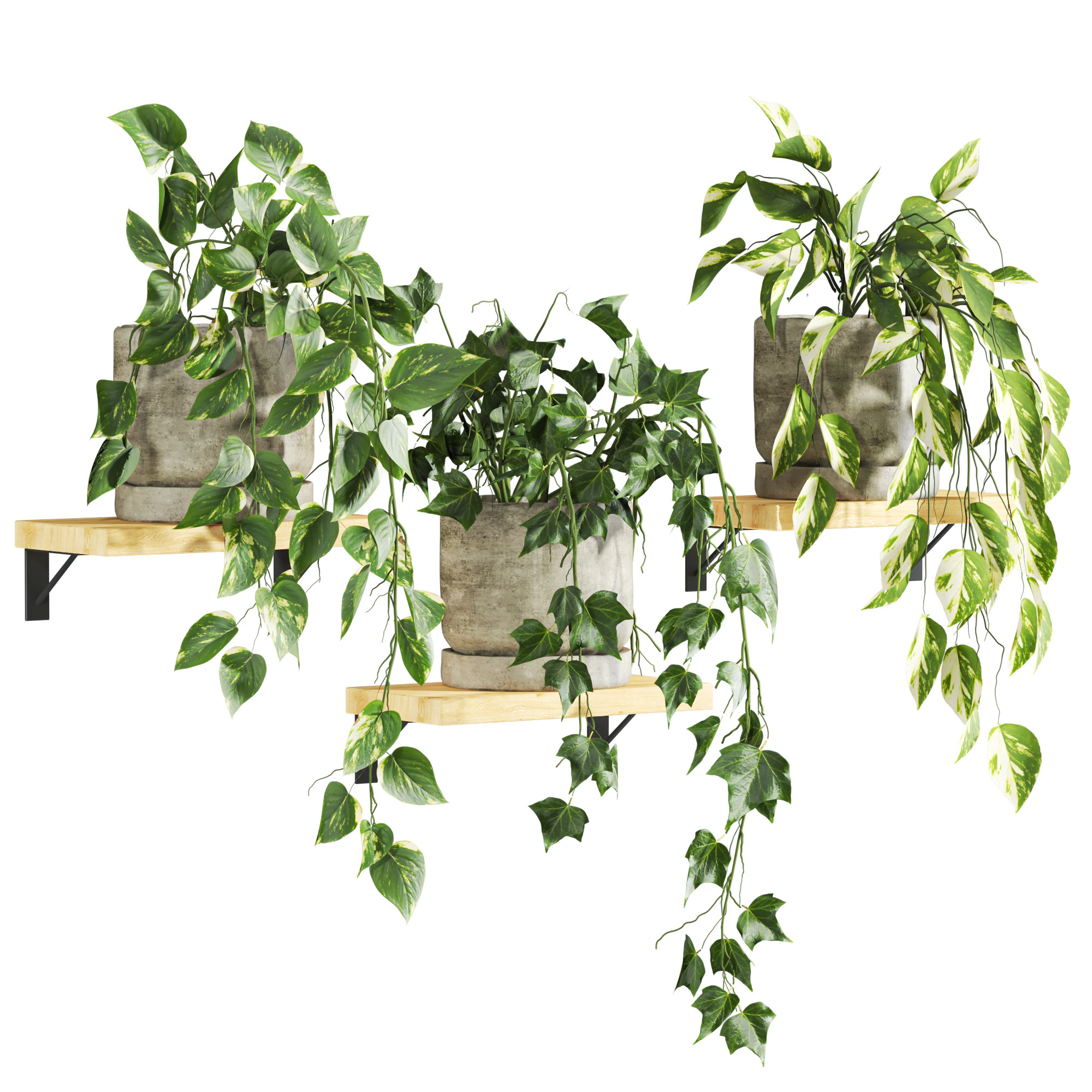 Ivy plants 3D Model .c4d .max .obj .3ds .fbx .stl .blend 