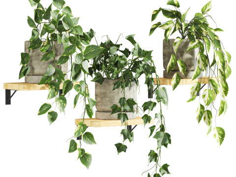 Ivy plants 3Dモデル