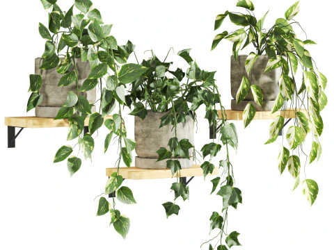 Rośliny bluszczu Model 3D