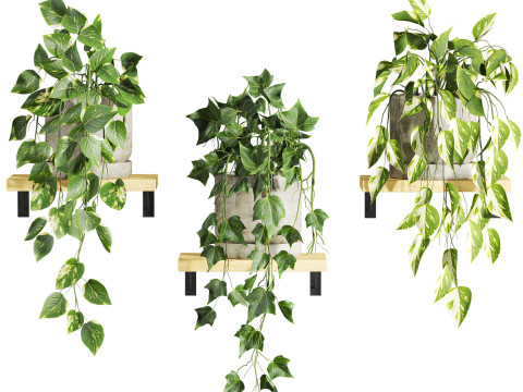 Ivy plants Model 3D