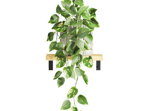 Ivy plants Model 3D