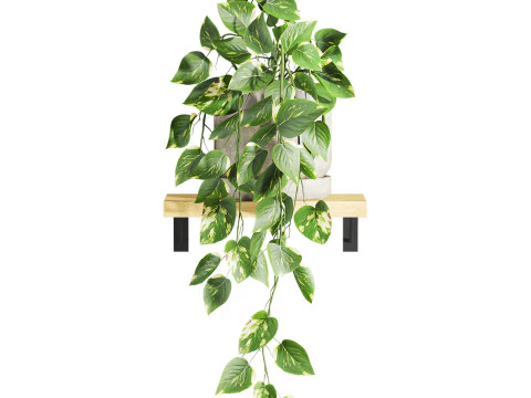 Ivy plants 3D Model