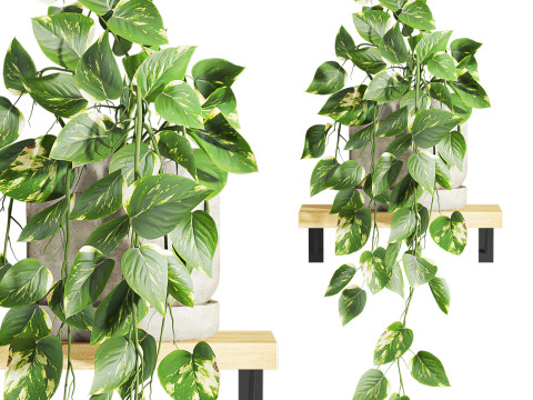 Ivy plants Model 3D