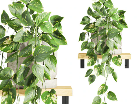 Ivy plants 3D Model