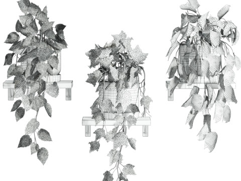 Ivy plants Model 3D
