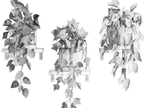 Ivy plants 3D Model