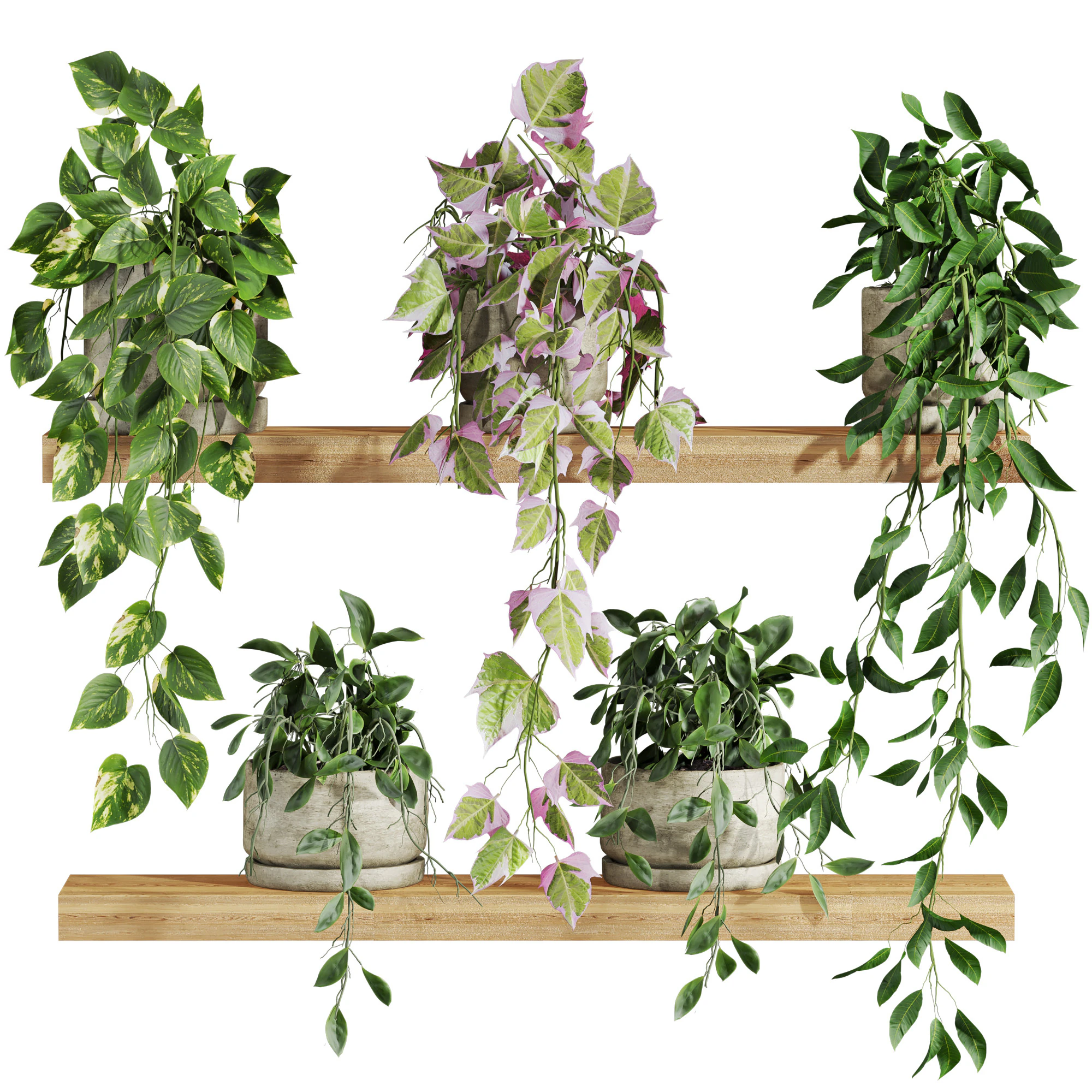 Plants set on shelf 3D Model .c4d .max .obj .3ds .fbx .stl .blend 
