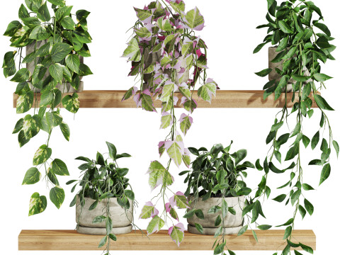 Plants set on shelf Modelo 3D