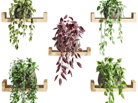 Plants set on shelf Model 3D