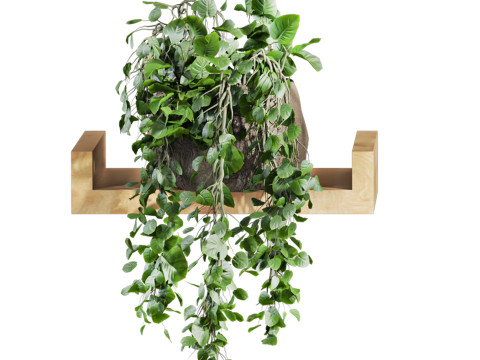 Plants set on shelf 3D Model