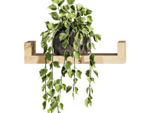 Plants set on shelf 3D Model