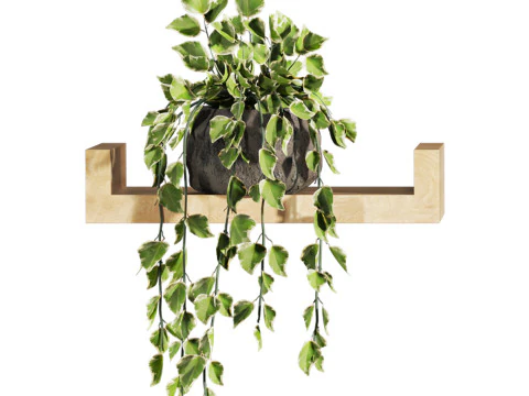 Plants set on shelf 3D Model