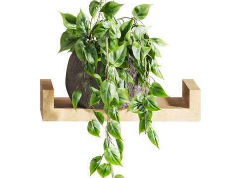 Plants set on shelf 3D Model