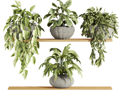 Plants set on shelf 3Dモデル