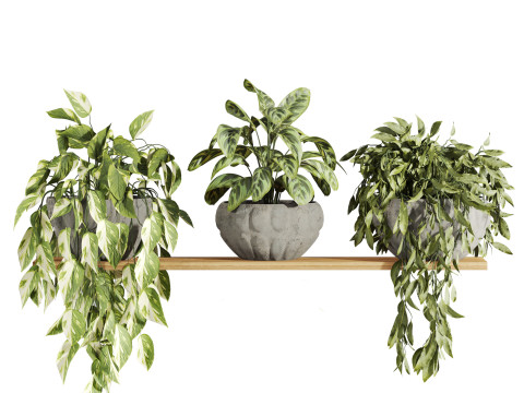 Plants set on shelf Model 3D