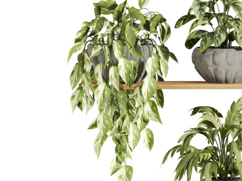 Plants set on shelf Model 3D