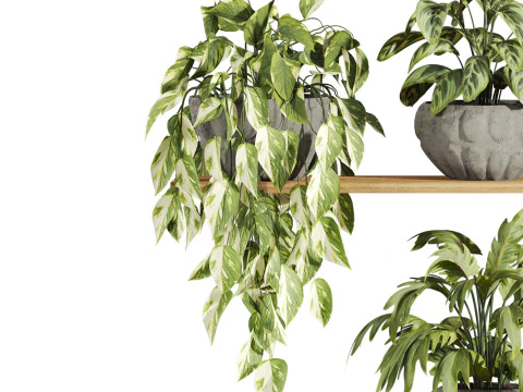 Plants set on shelf 3D Model