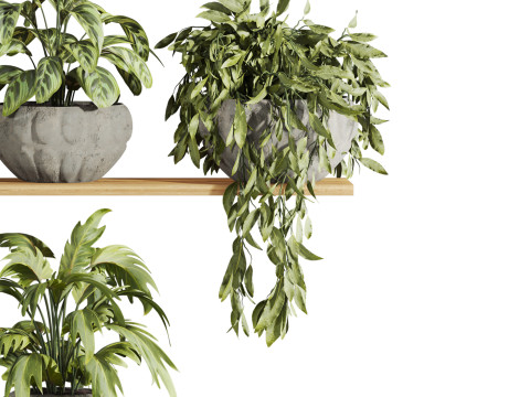 Plants set on shelf Model 3D