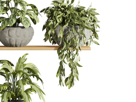 Plants set on shelf 3D Model