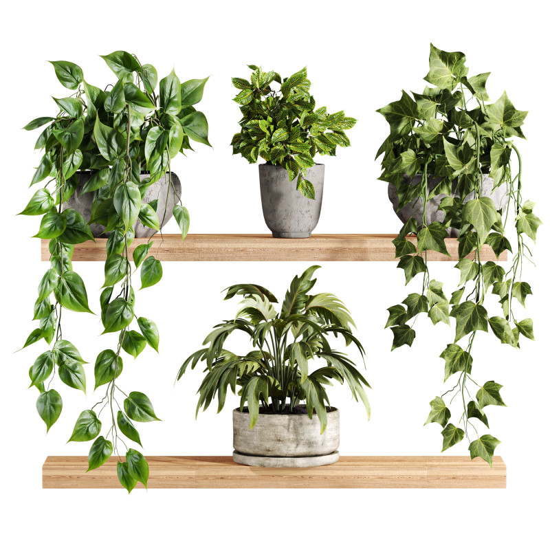 Plants set on shelf 3D Model .c4d .max .obj .3ds .fbx .stl .blend