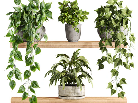 Piante poste sullo scaffale Modello 3D