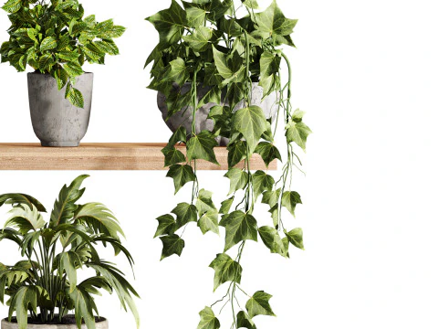 Plants set on shelf 3D Model