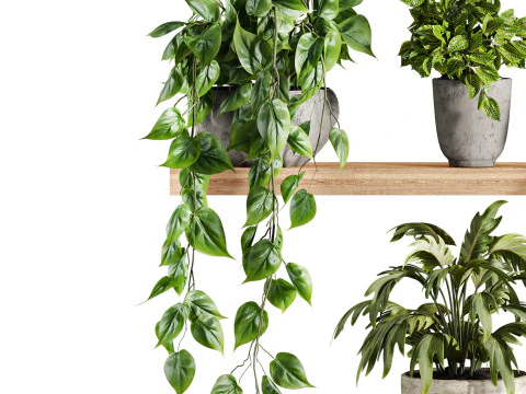 Plants set on shelf 3D Model