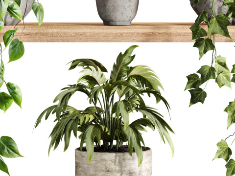 Plants set on shelf 3D Model