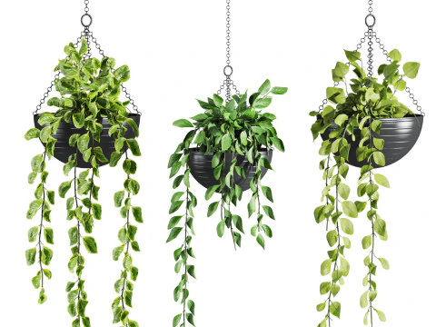 Hanging plants set 3D Model