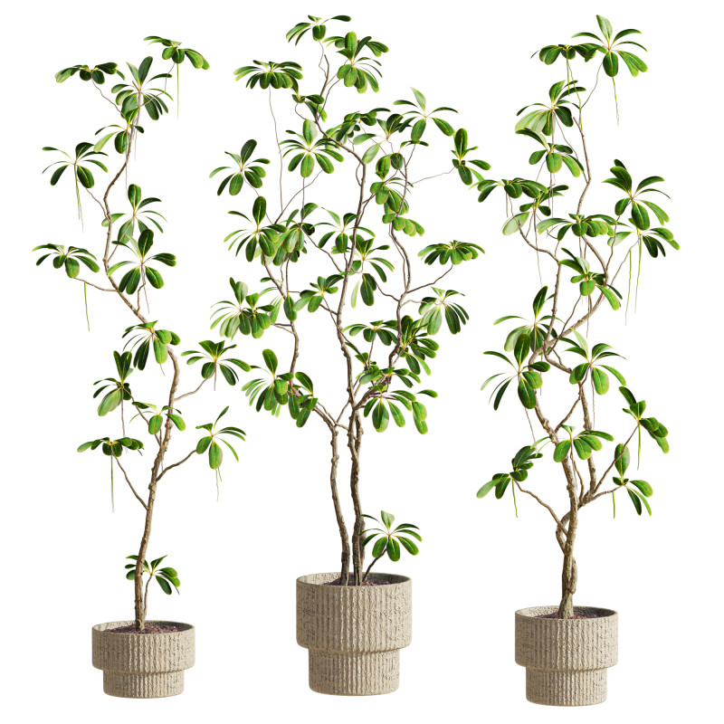 Plants set Model 3D .c4d .max .obj .3ds .fbx .stl .blend 