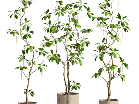 Plants set 3D Model