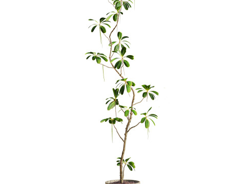 Plants set Model 3D