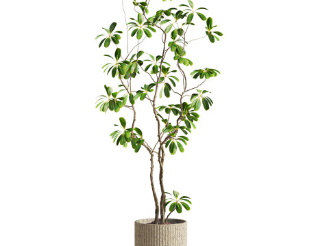 Plants set Model 3D