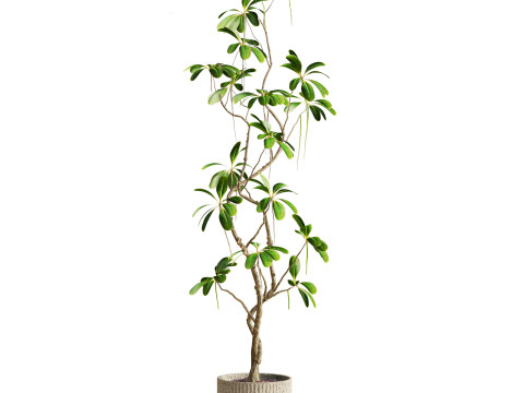 Plants set Model 3D