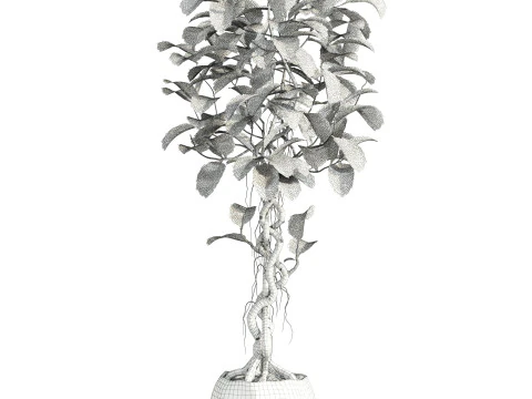 Bonsai ficus 3D Model