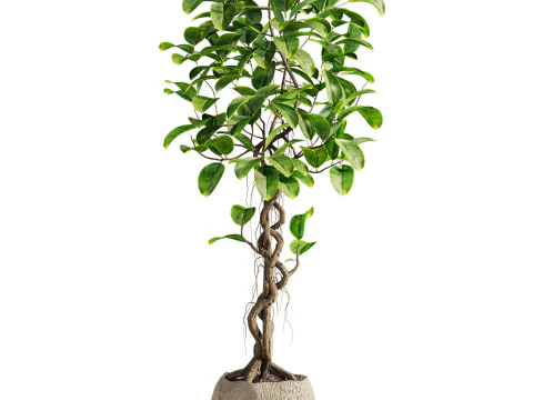 Bonsai ficus 3D Model