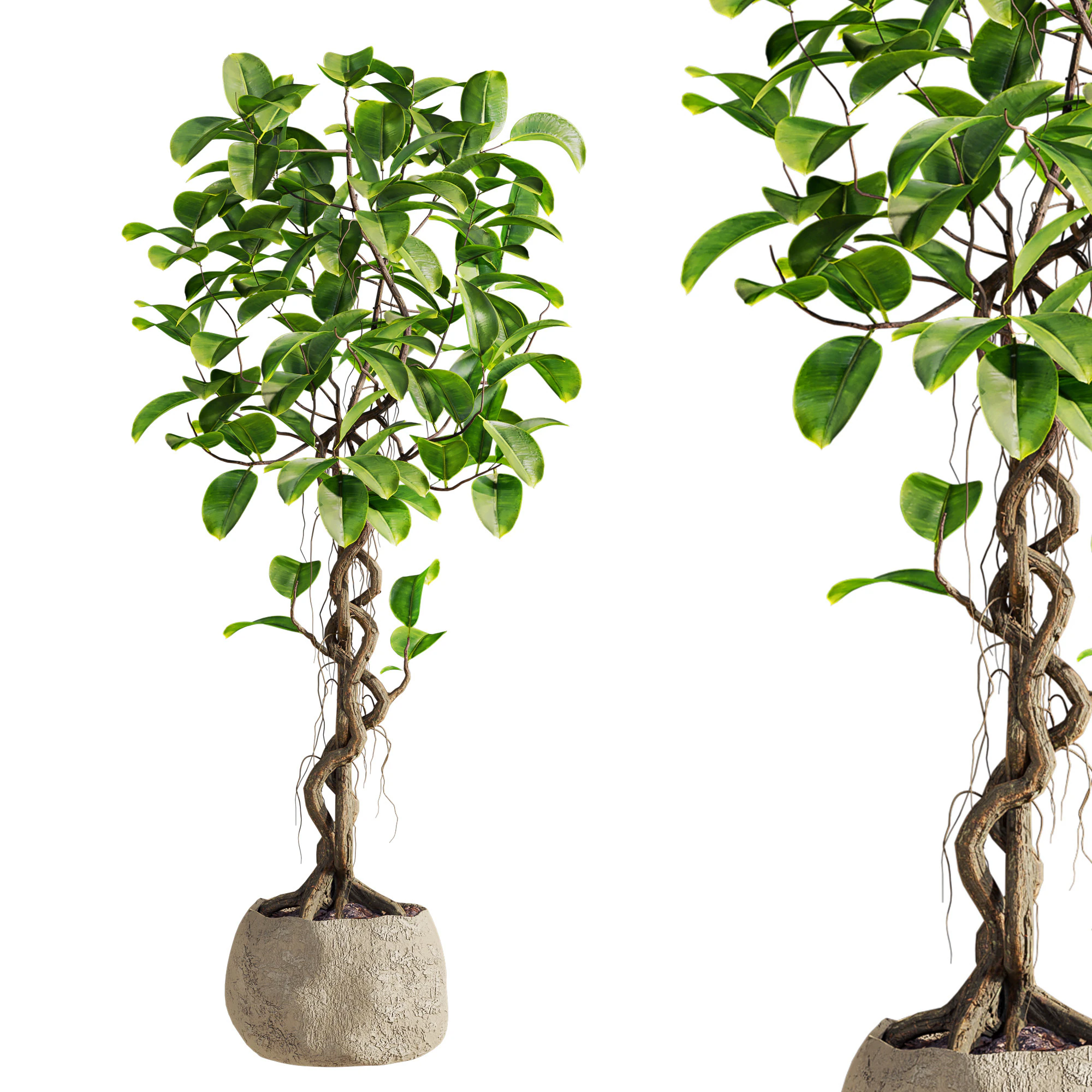 Bonsai ficus 3D Model .c4d .max .obj .3ds .fbx .stl .blend 