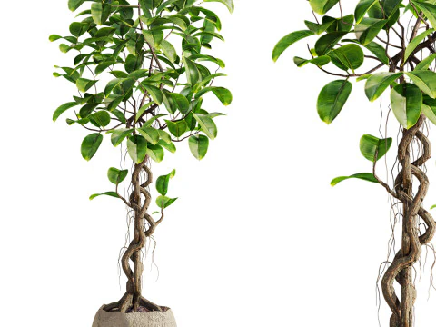 Figueira bonsai Modelo 3D