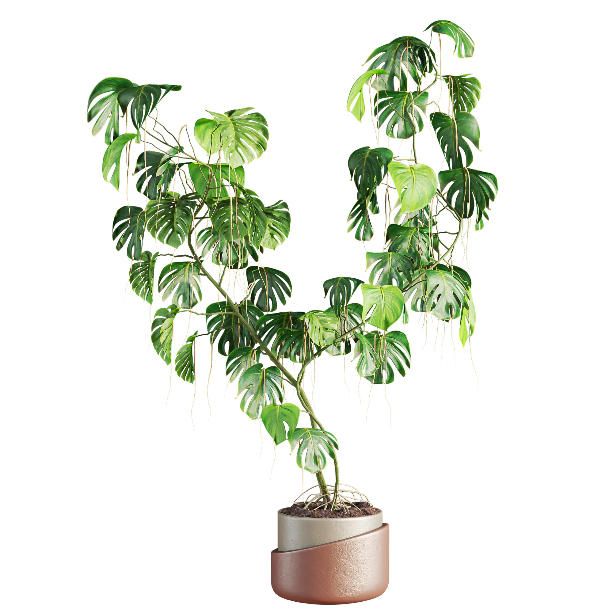 Monstera plant 3D Model .c4d .max .obj .3ds .fbx .stl .blend 