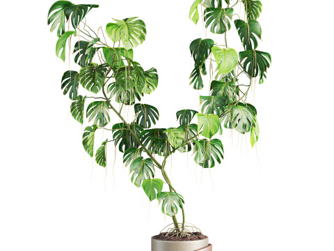 Monstera plant 3D Model