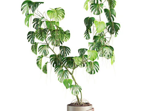 Pianta della Monstera Modello 3D