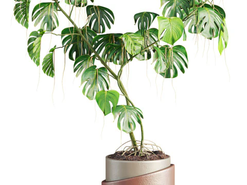 Monstera plant 3D Model