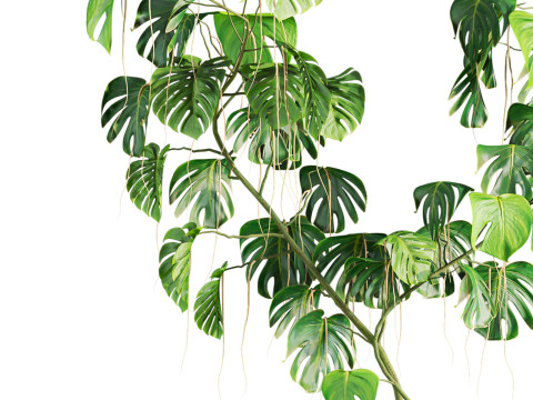 Monstera plant Modello 3D