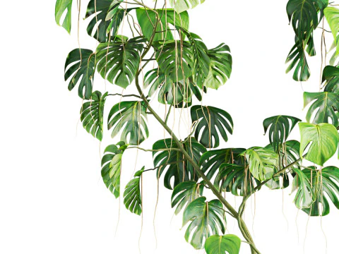Monstera plant 3D Model