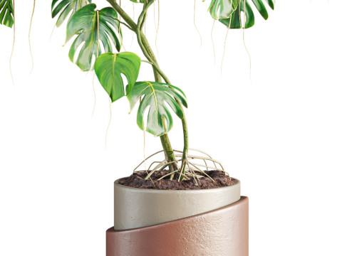 Monstera plant Modello 3D