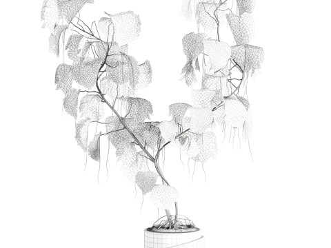 Monstera plant Modello 3D