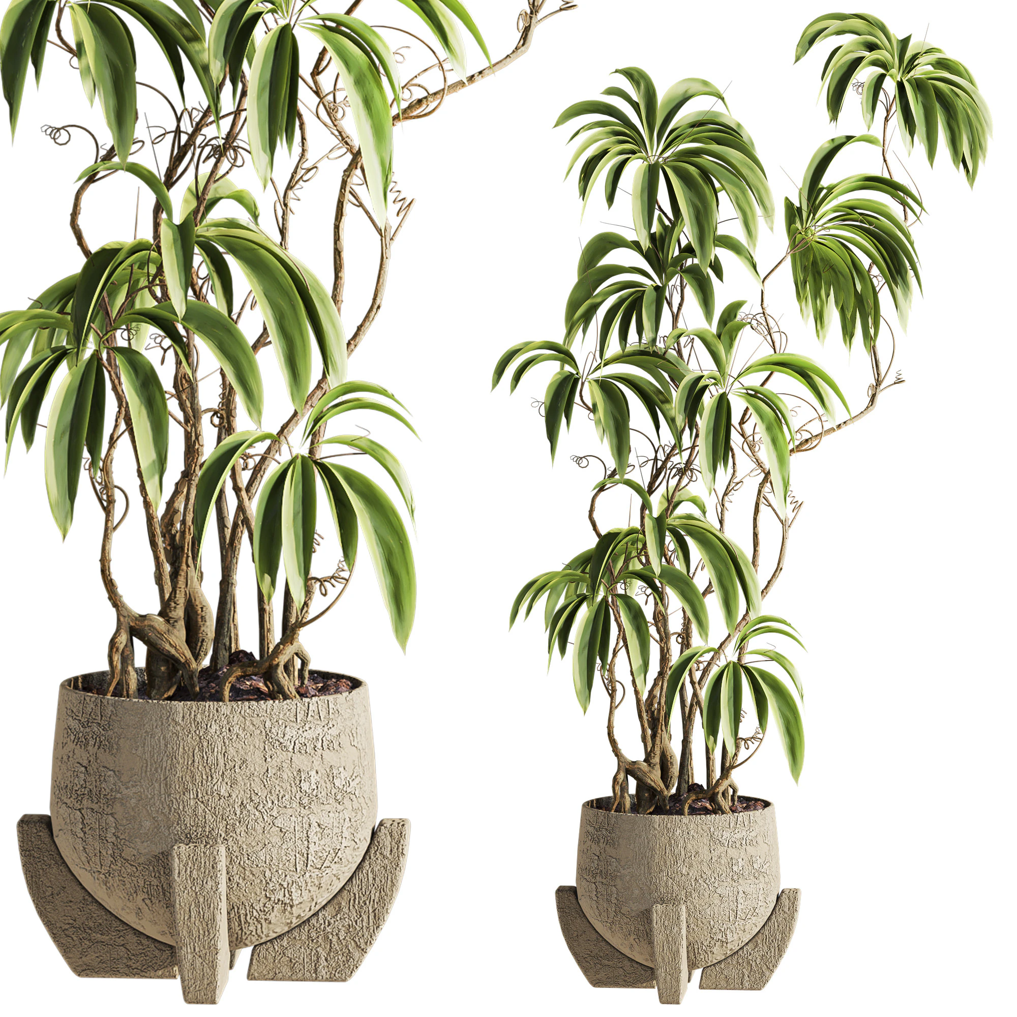 Plant 3D Model .c4d .max .obj .3ds .fbx .stl .blend 
