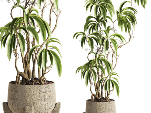 Plant 3Dモデル