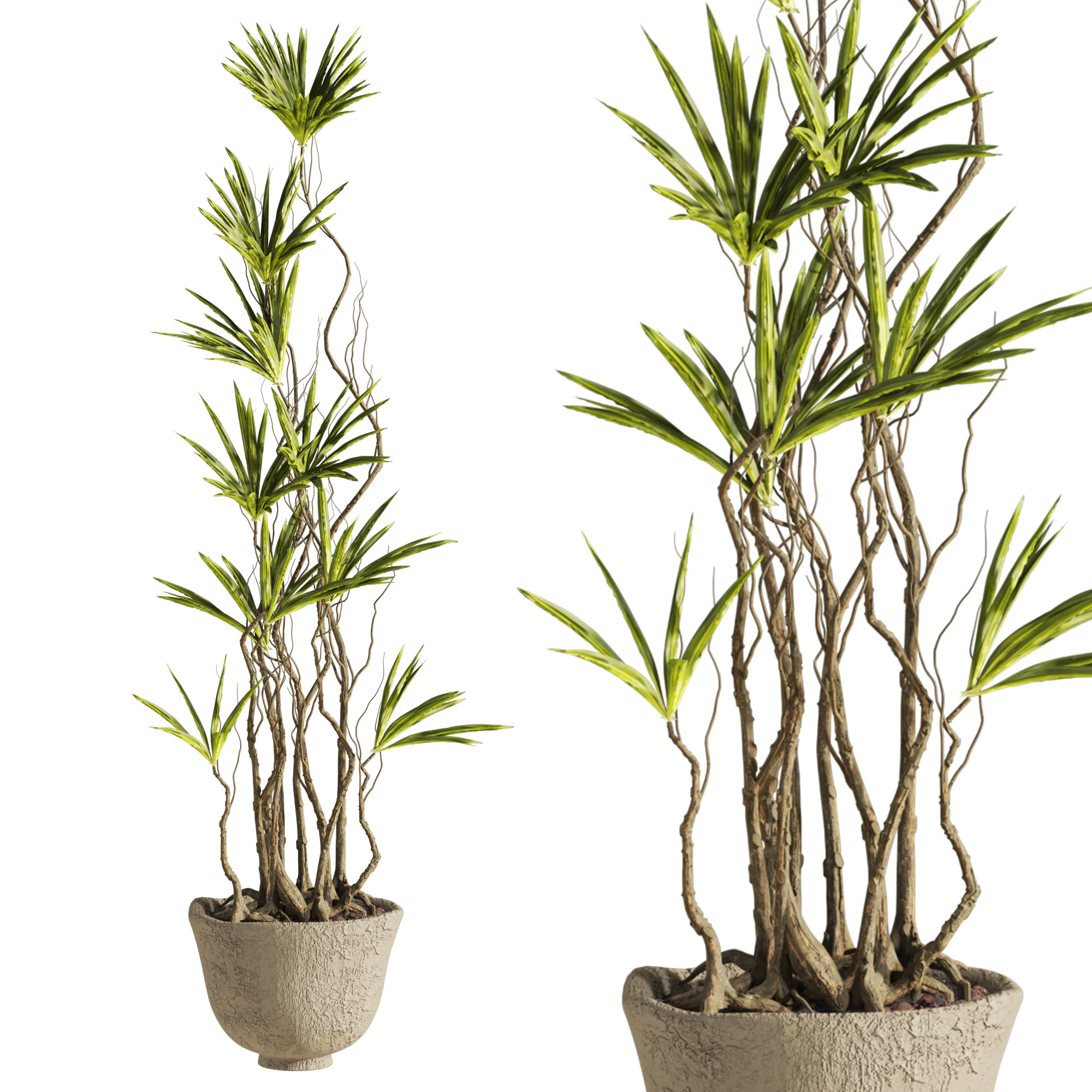 Plant 3D Model .c4d .max .obj .3ds .fbx .stl .blend